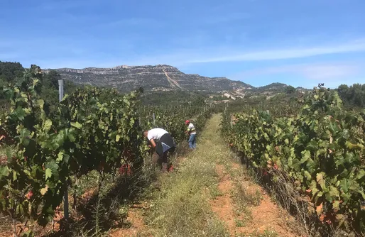 Imagen de Sitio para caravanas - Celler Gritelles