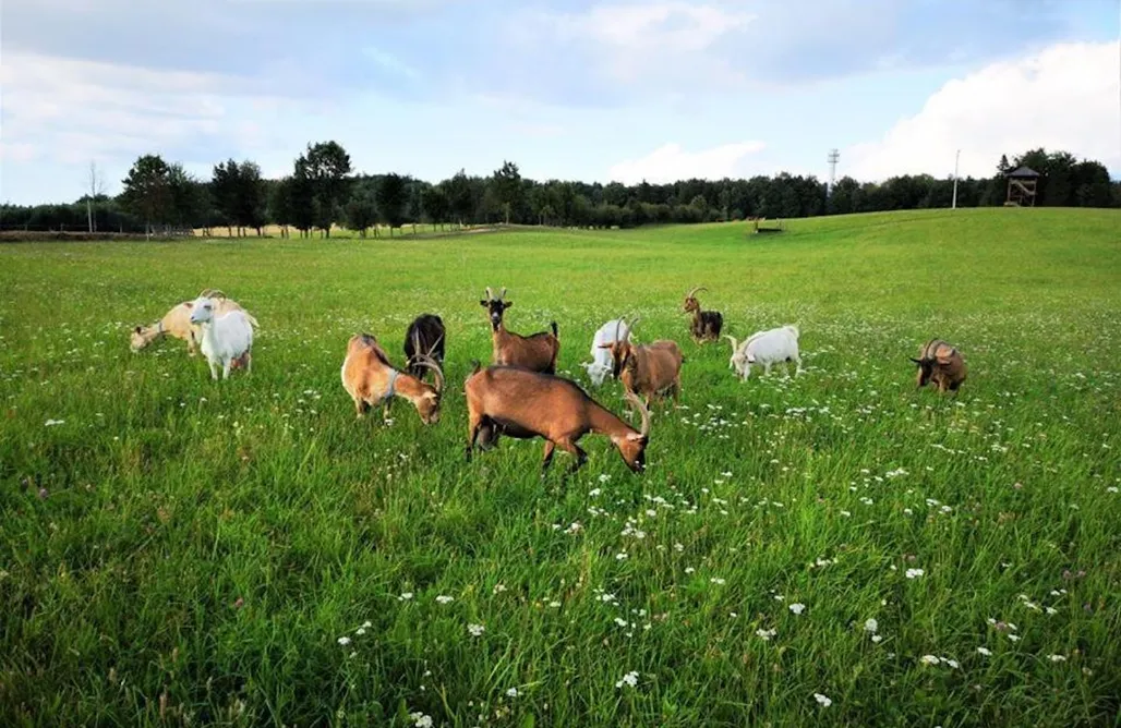 AlohaCamp Pokój 2 os. 1