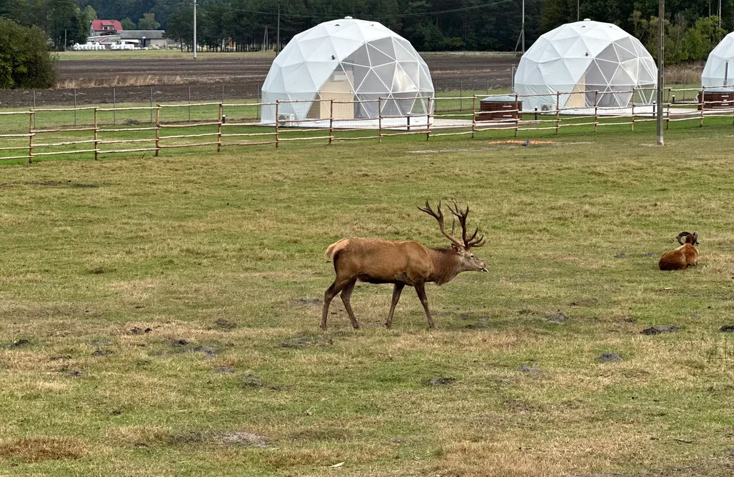 AlohaCamp Glamp GLAMOUR 1