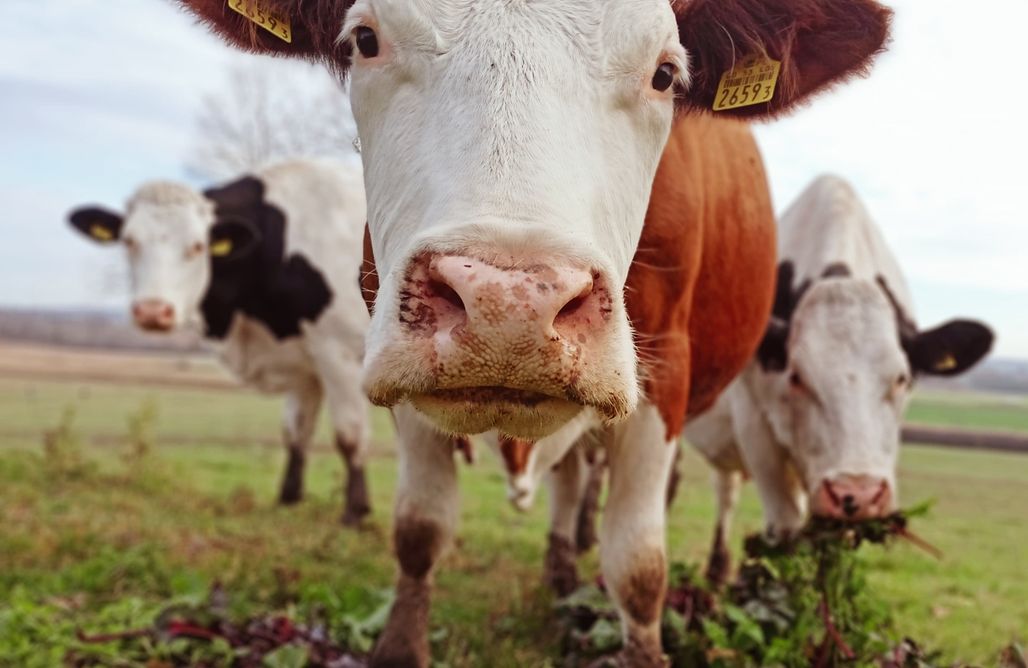 AlohaCamp Zielone Wzgórze 1