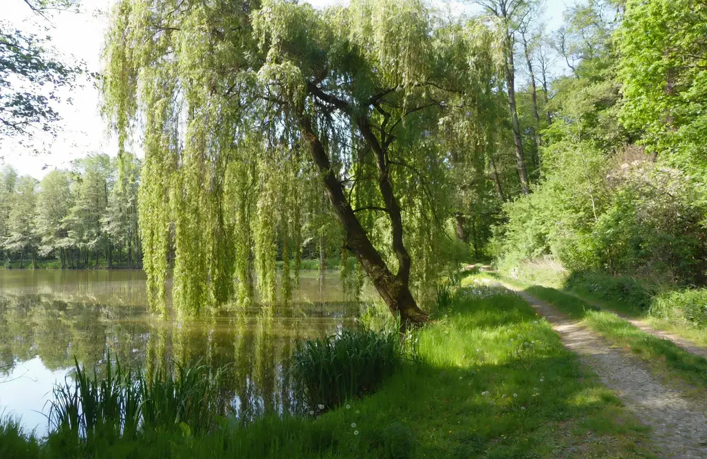 Domki nad Jeziorem Dolnośląskie N°39 – Jacuzzi, Spokój i Komfort 1