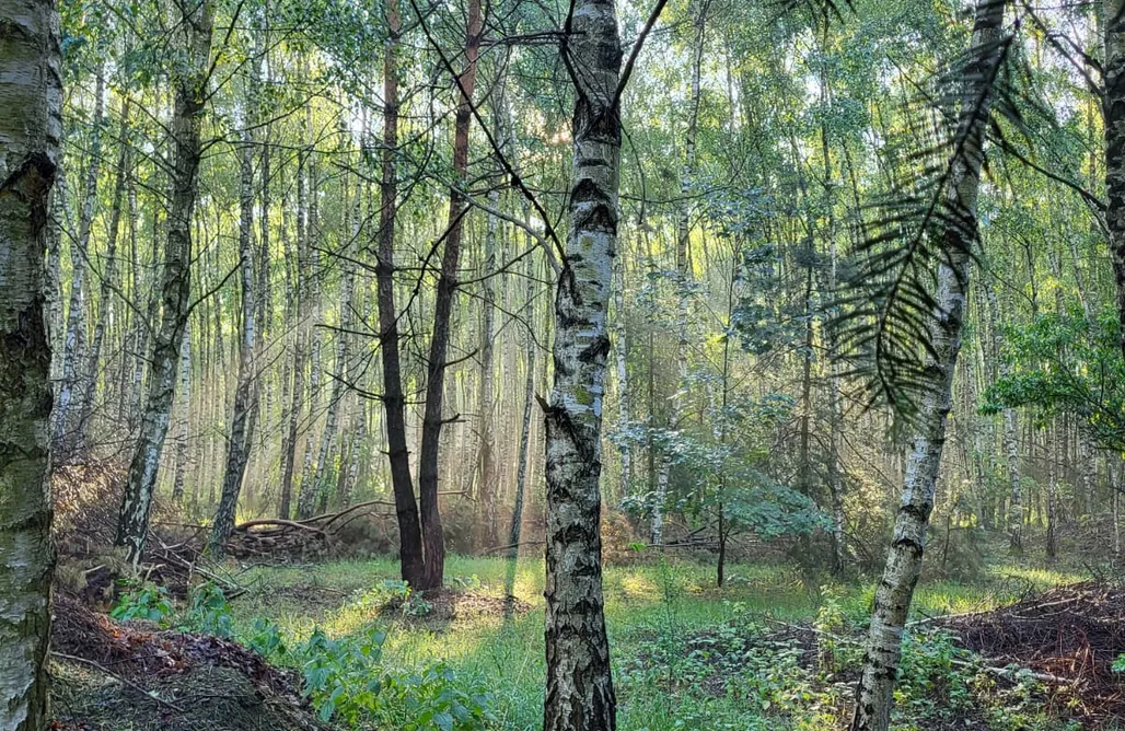 Alloggi AlohaCamp Siedlisko Czajków 122 1