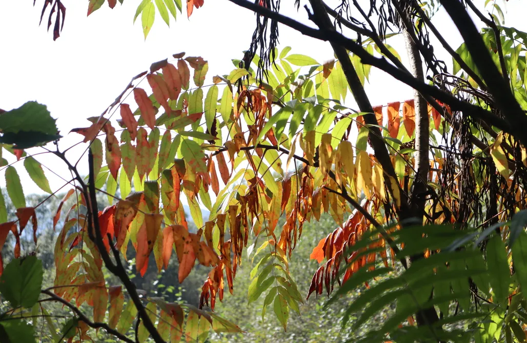 noclegi AlohaCamp Haniówka 1