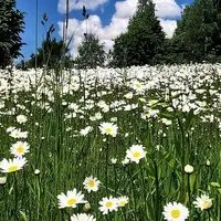 Iwona host Butterfly Factory