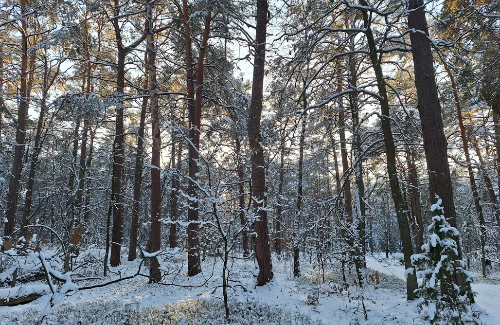 noclegi AlohaCamp Leśne Klimaty  1