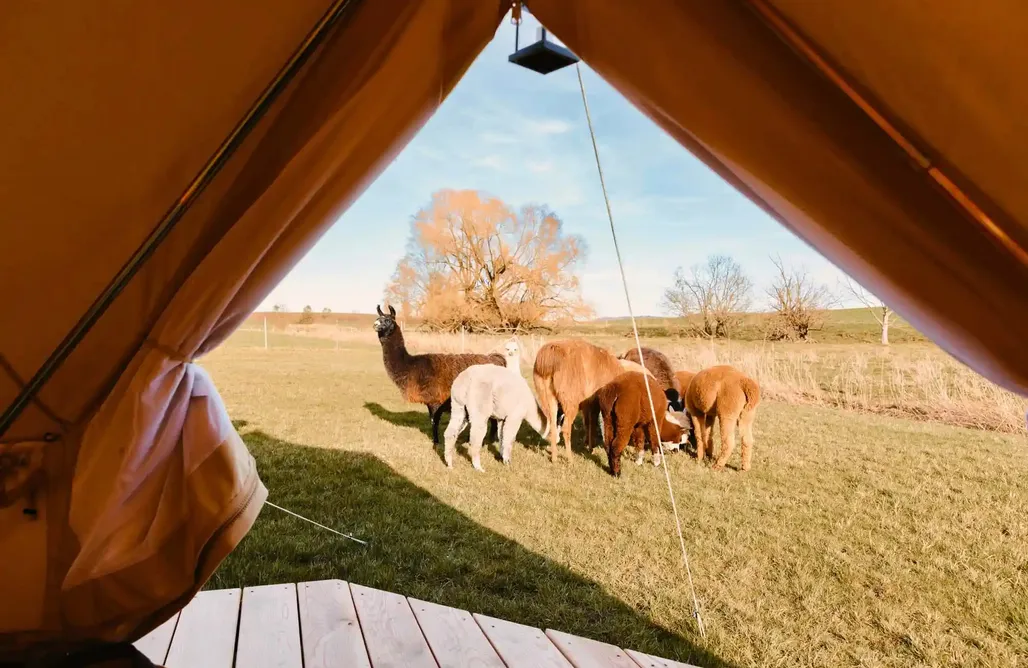 Unterkunft AlohaCamp Glamping Lebenshofalpakas 4