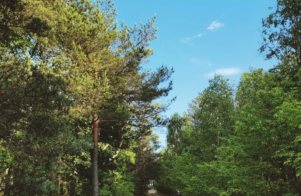 AlohaCamp Domek pod lasem 1