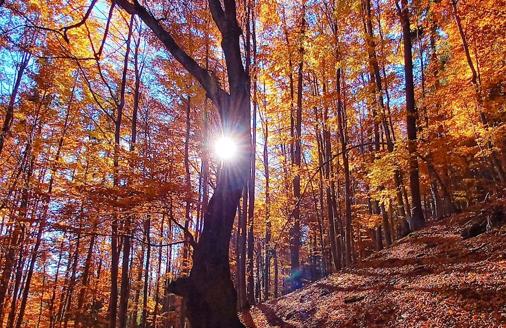 noclegi AlohaCamp Domek górski na Polanie Goryczkowej 1