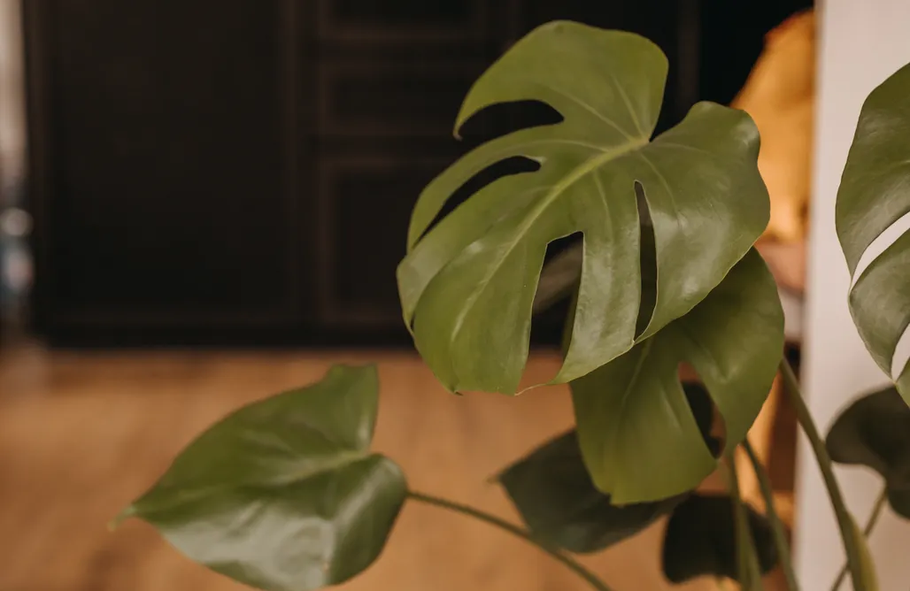 AlohaCamp accommodation M2 1