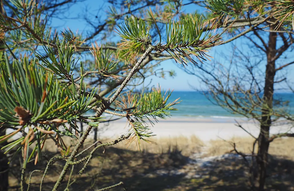 Domki Łeba Morskie Domki Kopalino - domy nad morzem ul. Jeziorna 3