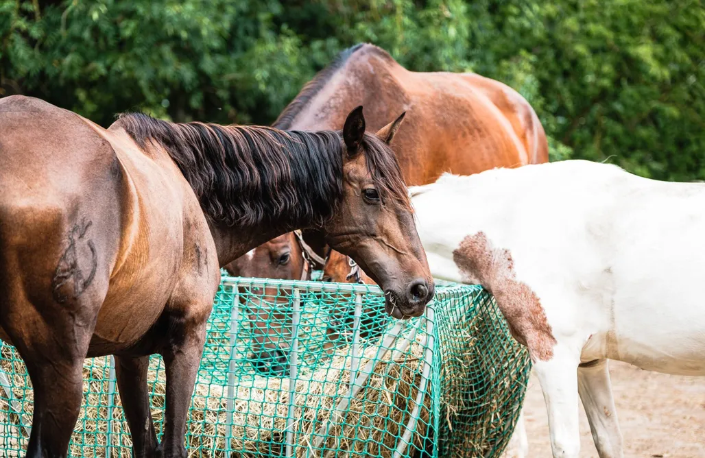 AlohaCamp Ferienwohnung auf dem Gutshof Kilombo Kleinow 1
