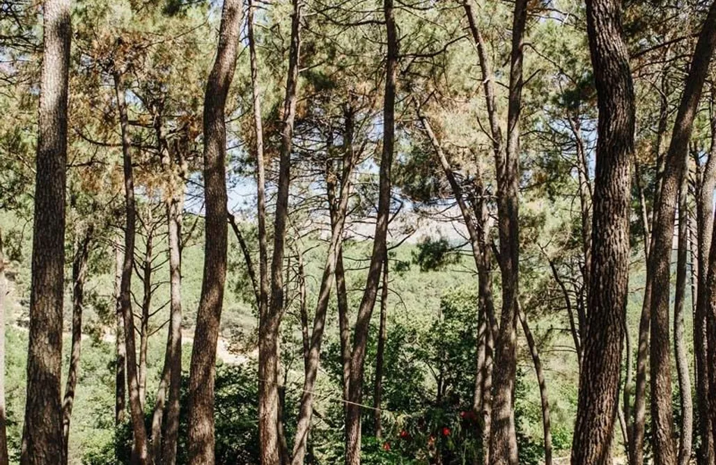 Casas rurales Castilla y León El Bosque Secreto 3
