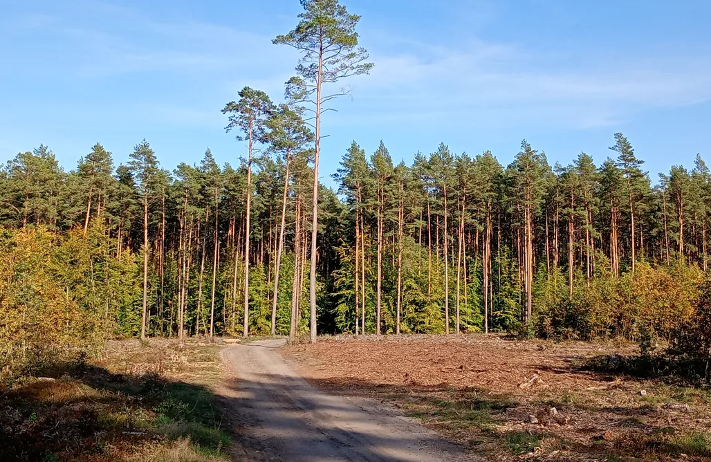  Bory Tucholskie Siedlisko  AlohaCamp