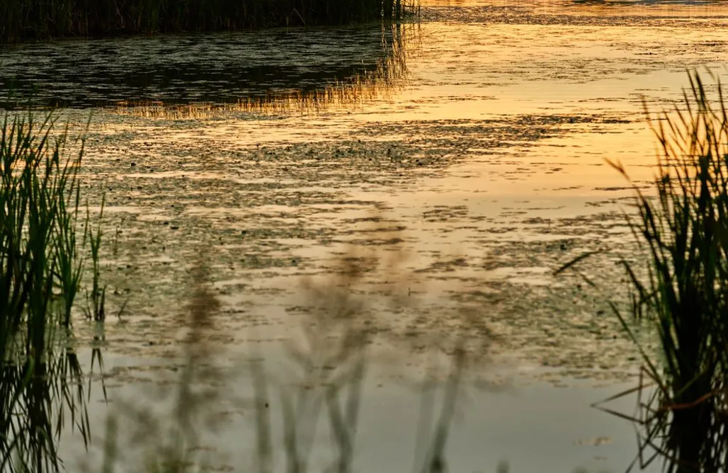 AlohaCamp SUPERIOR 1