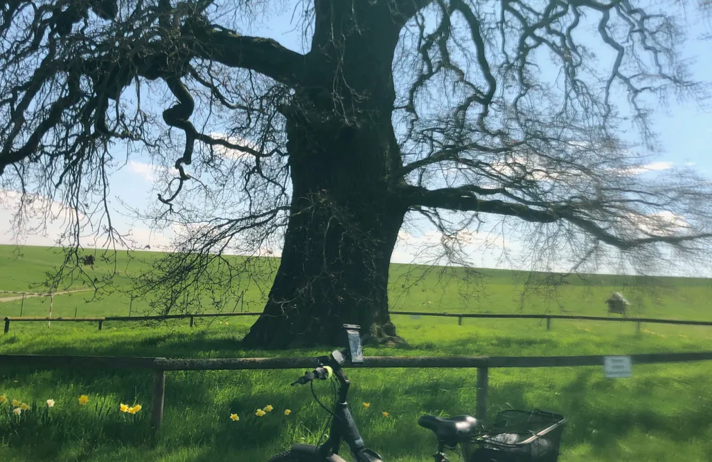 AlohaCamp accommodation Rheintal Holzhaus mit Sauna 5