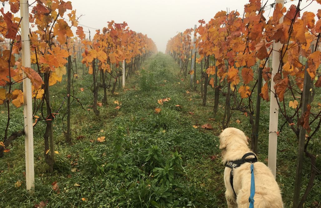 Pole Namiotowe Zakopane Winnica Sztukówka 1