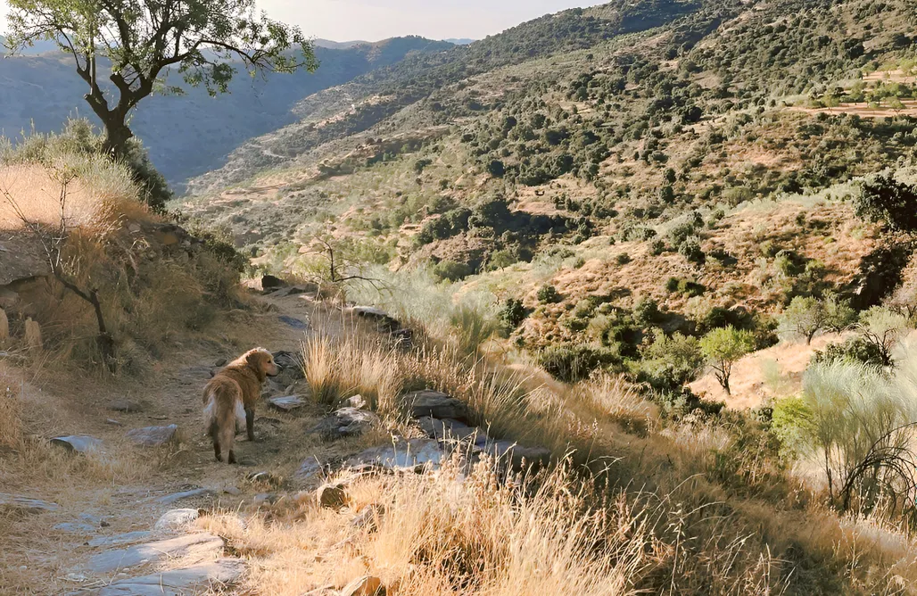 alojamientos AlohaCamp El Museo - casa de piedra 1