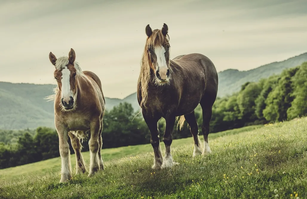 AlohaCamp Suit Bedats 1