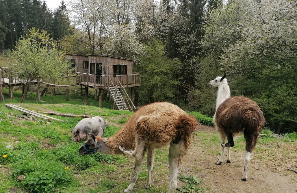 Baumhaushotel Ostdeutschland Utes Funny Farm Baumhaus 2