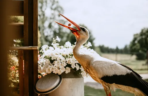 Zdjęcie obiektu Błękitny Domek
