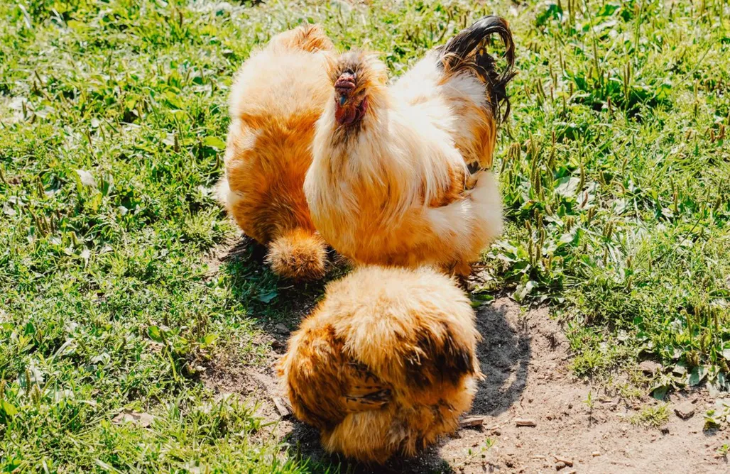 Unterkunft AlohaCamp Natursee-Chalet, Angeln, Wellness, Spa, Ponyhof 1