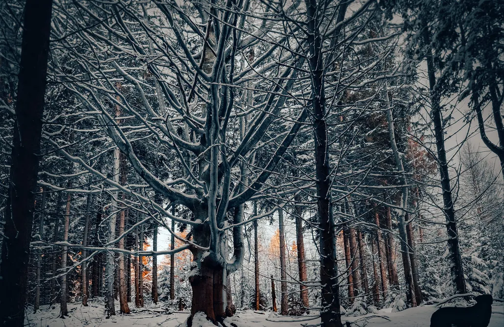 noclegi AlohaCamp Drzwi w Szafie 1