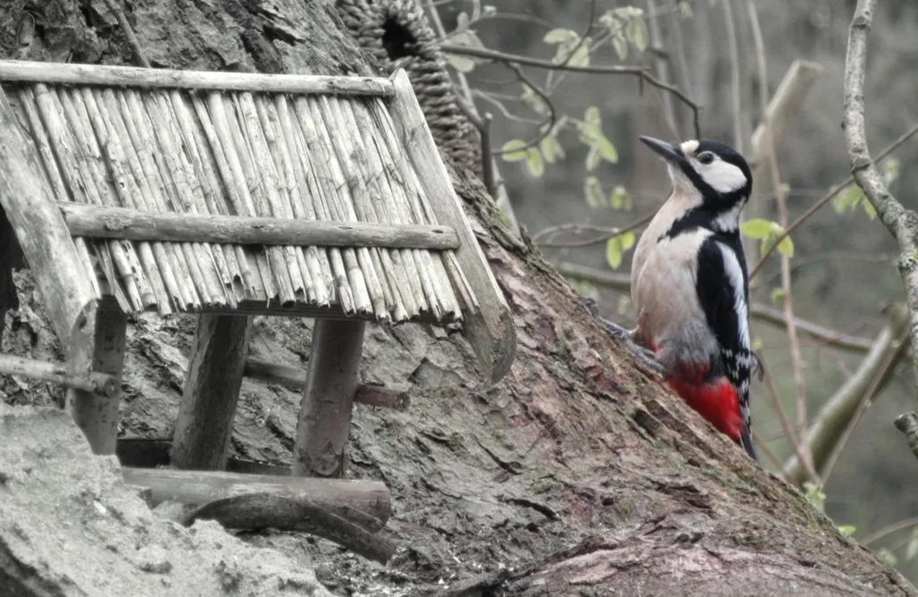 Unterkunft AlohaCamp Blockhütte 35 km nördlich von Hamburg 1