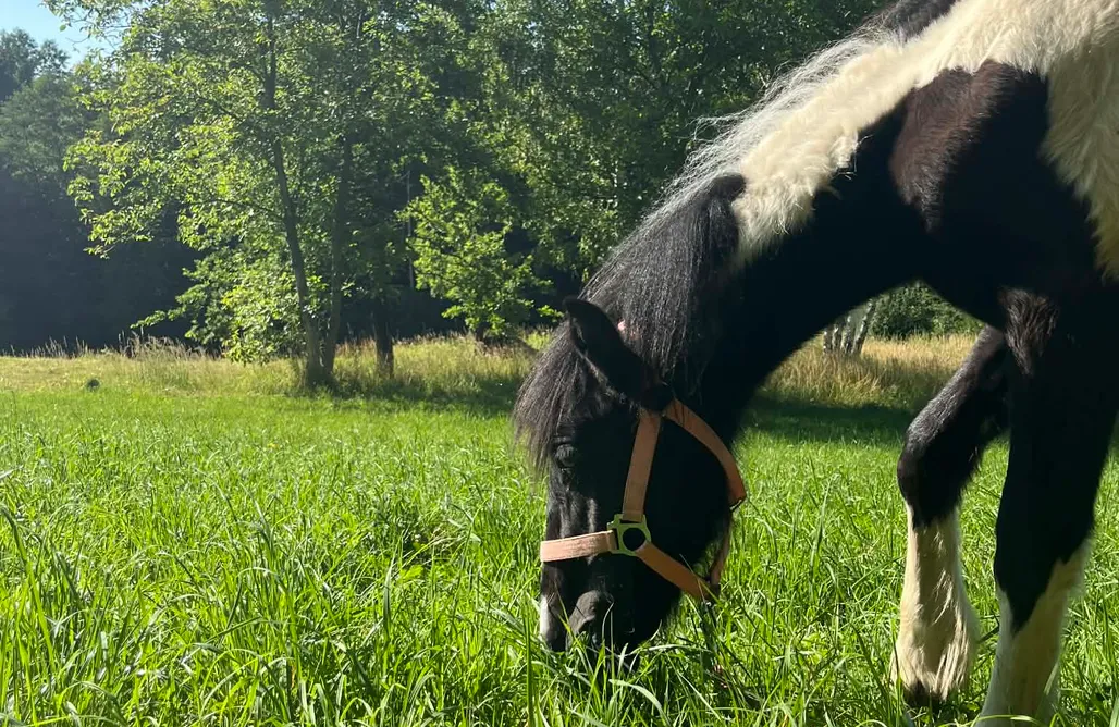 AlohaCamp Agroturystyka Mini Zoo Domek 1