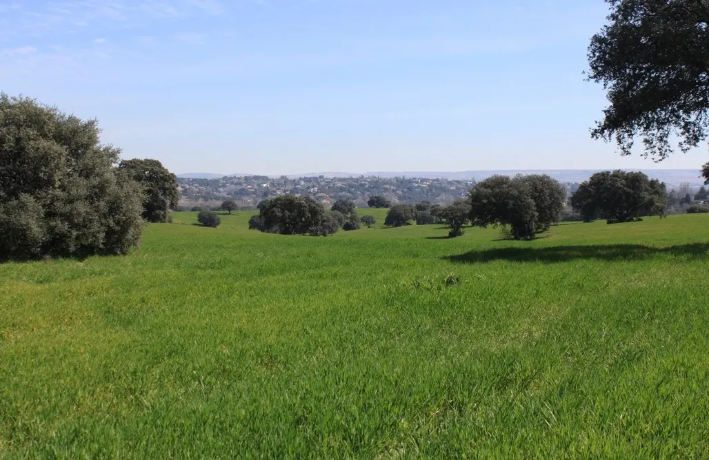 Wagonhouse Las Charolas AlohaCamp