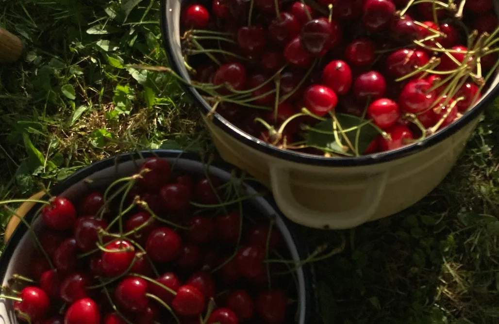 noclegi AlohaCamp AgroKrówka 1