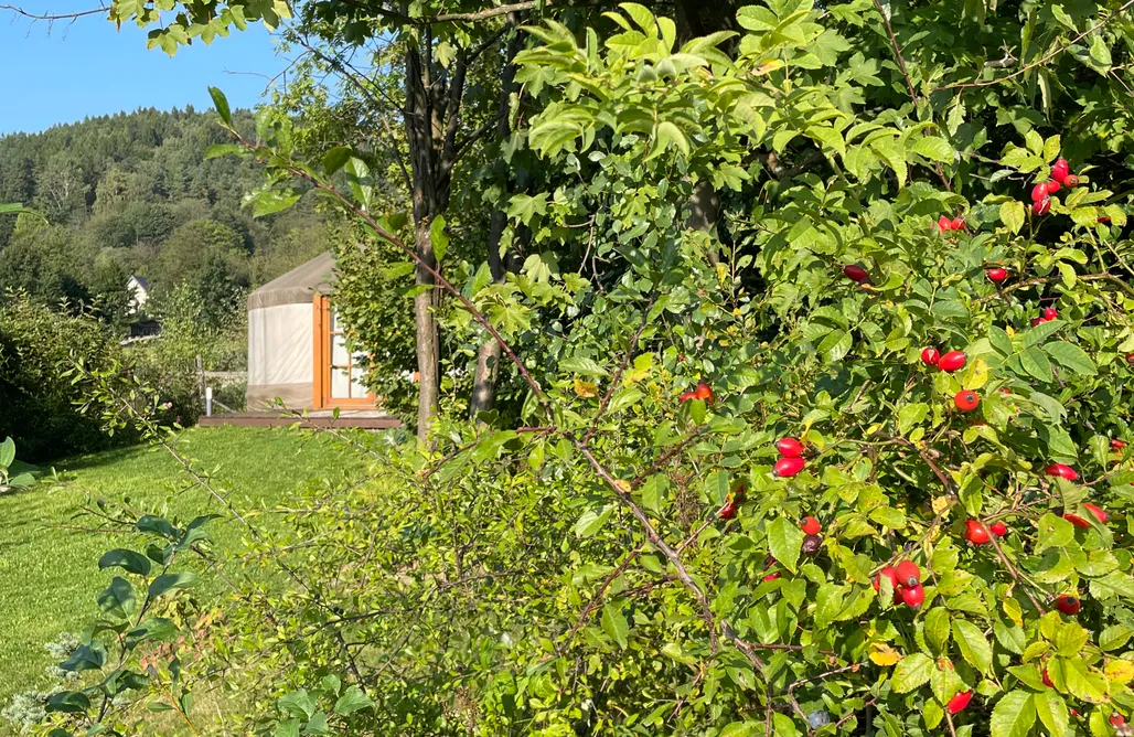 Domek Na Wynajem 🏡 Jurta w Dolinie Niedźwiadka 1