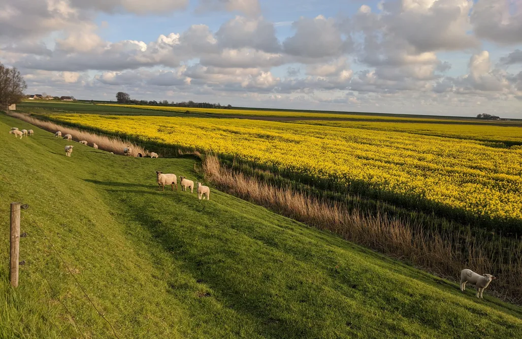 Unterkunft AlohaCamp Hygge Cottage am Meer 4
