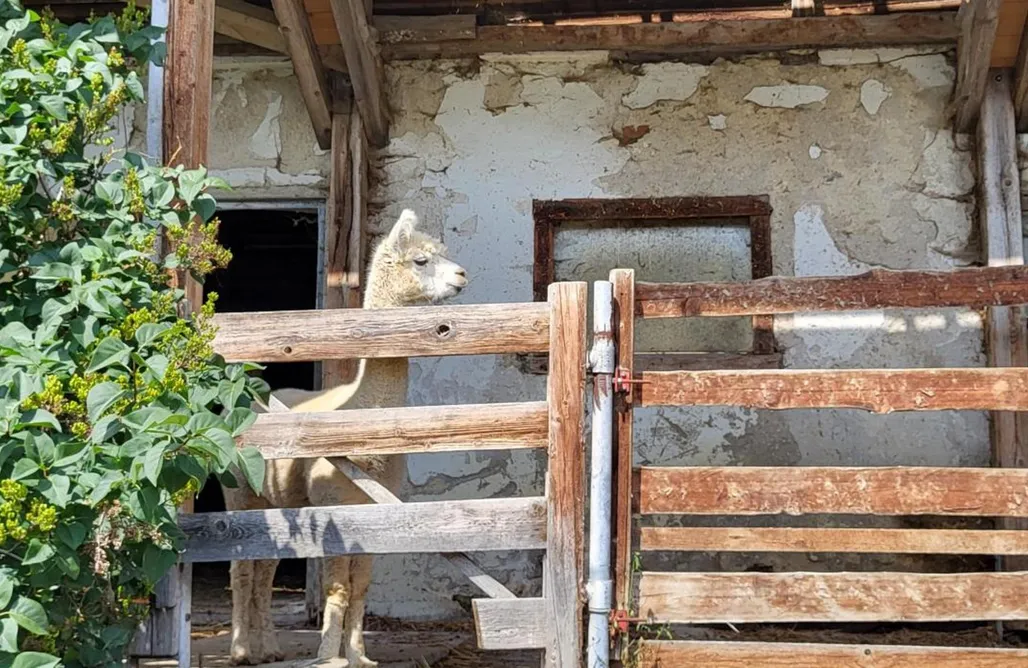Haus am Hochwechsel AlohaCamp