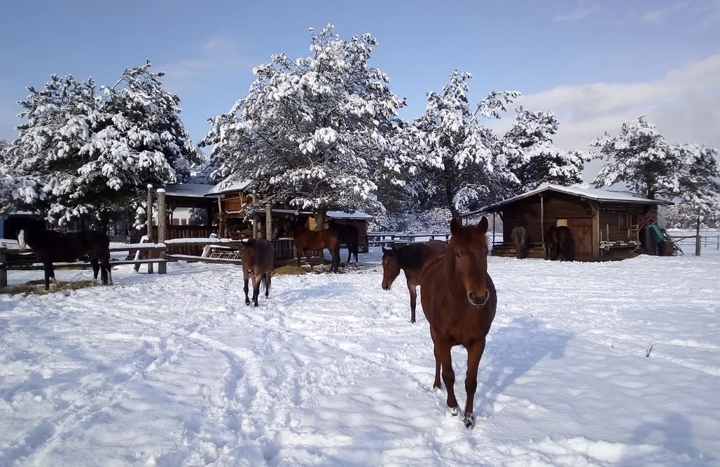 AlohaCamp Miejsce dla kamperów 1