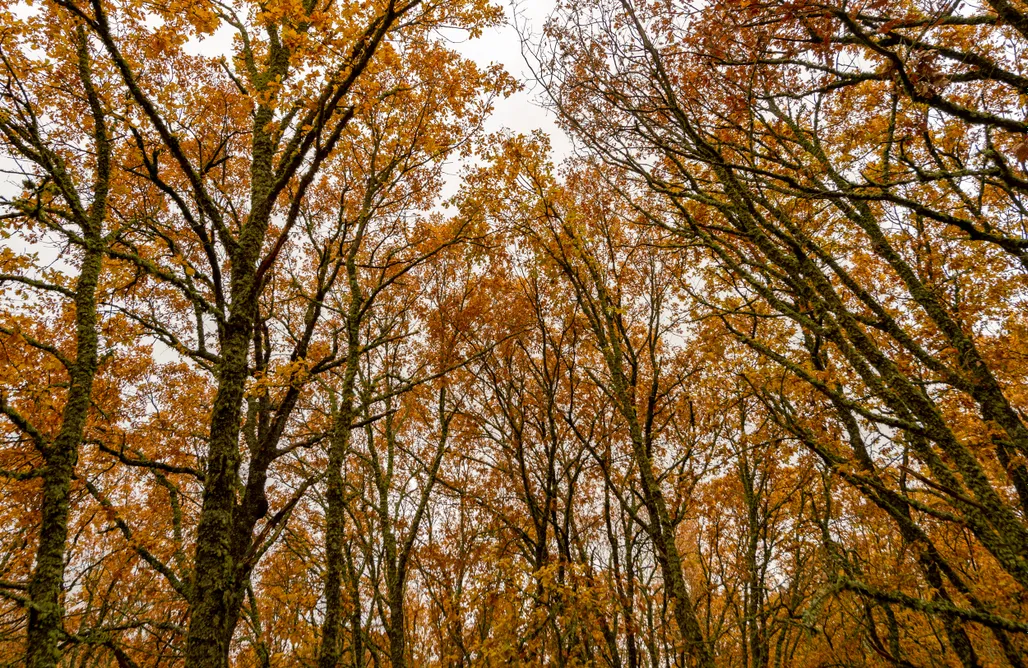 AlohaCamp Nido en el bosque 1
