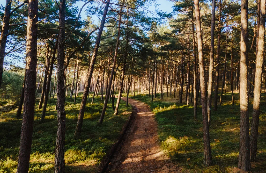 AlohaCamp Dom Leśny  1