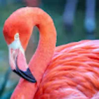 Anastasiia użytkownik