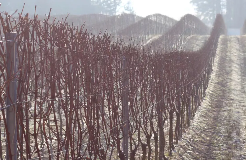 Borne noclegi Apartamenty w Winnicy | Winnica Milsko 1