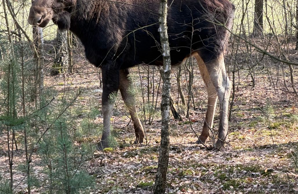 Alloggio AlohaCamp Leśna Ostoja-domek z prywatną sauną i balią w ogrodzie  1