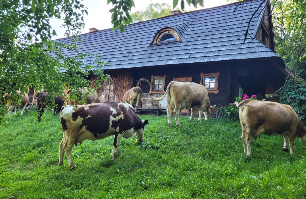 noclegi AlohaCamp Chata Bojkowska  4