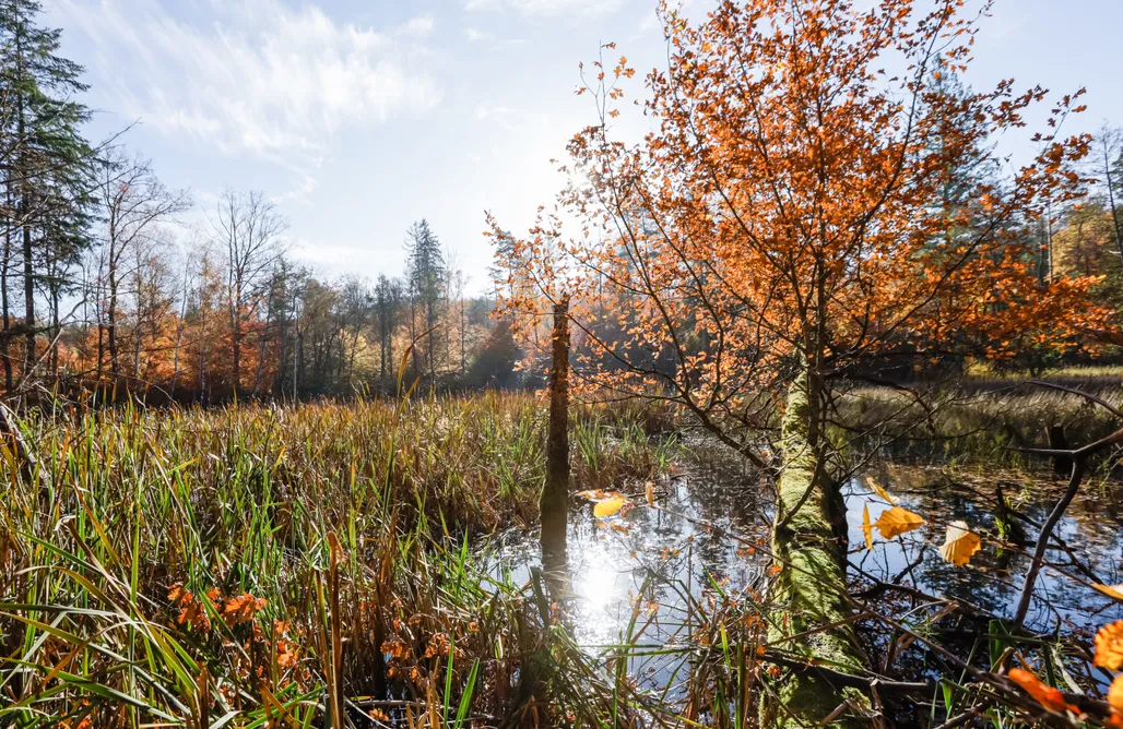 AlohaCamp Pokój nr 1 (2+1 os.) 1