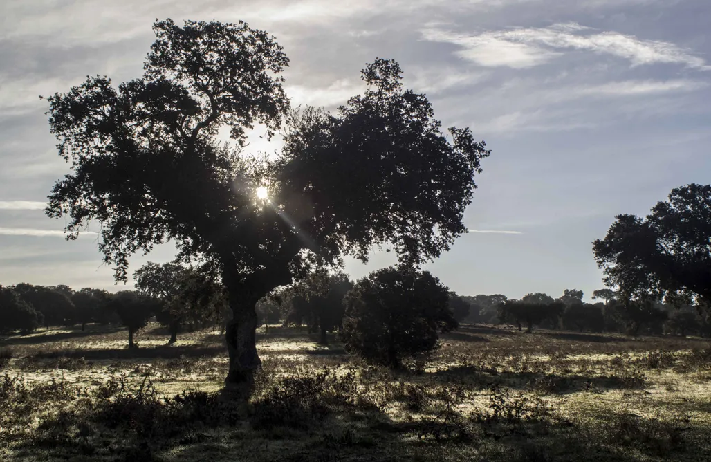 alojamientos AlohaCamp RAÍCES NÓMADAS - Casa Florida, Yurta, Tipi, Casa de Pastores 4