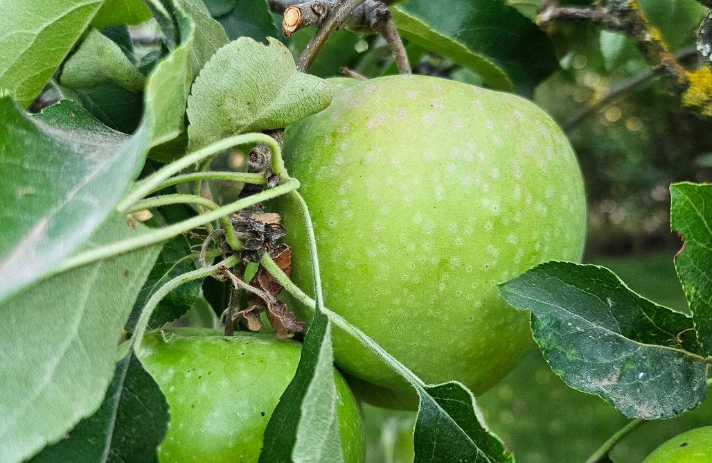 Hébergement AlohaCamp Senda de las Higueras 1