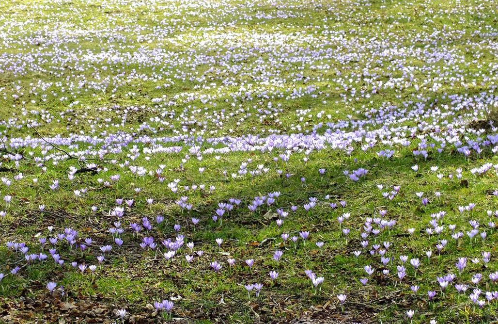 Ferienpark Harz Ferienhaus Drebach - Erlebnisurlaub im Erzgebirge  3