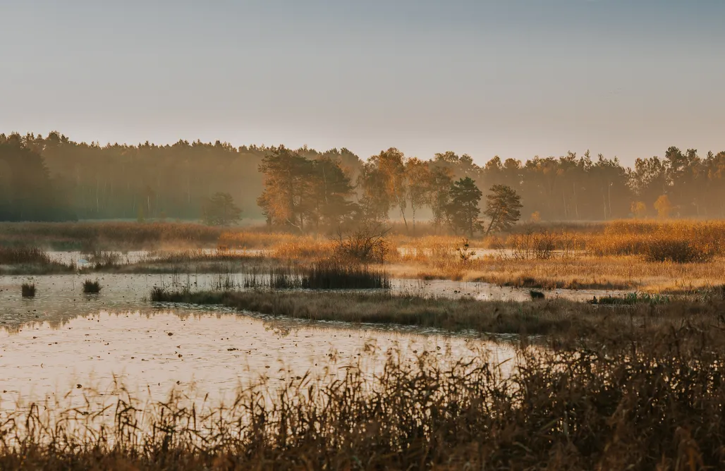 Siedlisko na Ługach AlohaCamp