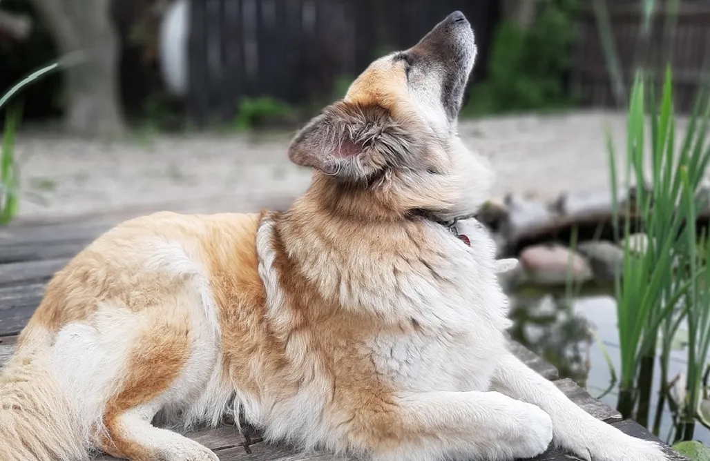 noclegi AlohaCamp Tiny Cottage tylko dla Dwojga - Agro Glamping Kozia Farma 1