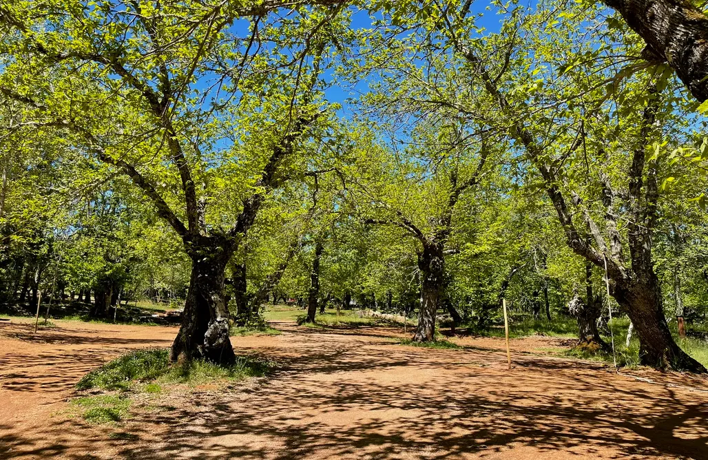 Alojamientos en Sevilla Sitio para tiendas y autocaravanas - Camping el Madroñal 3