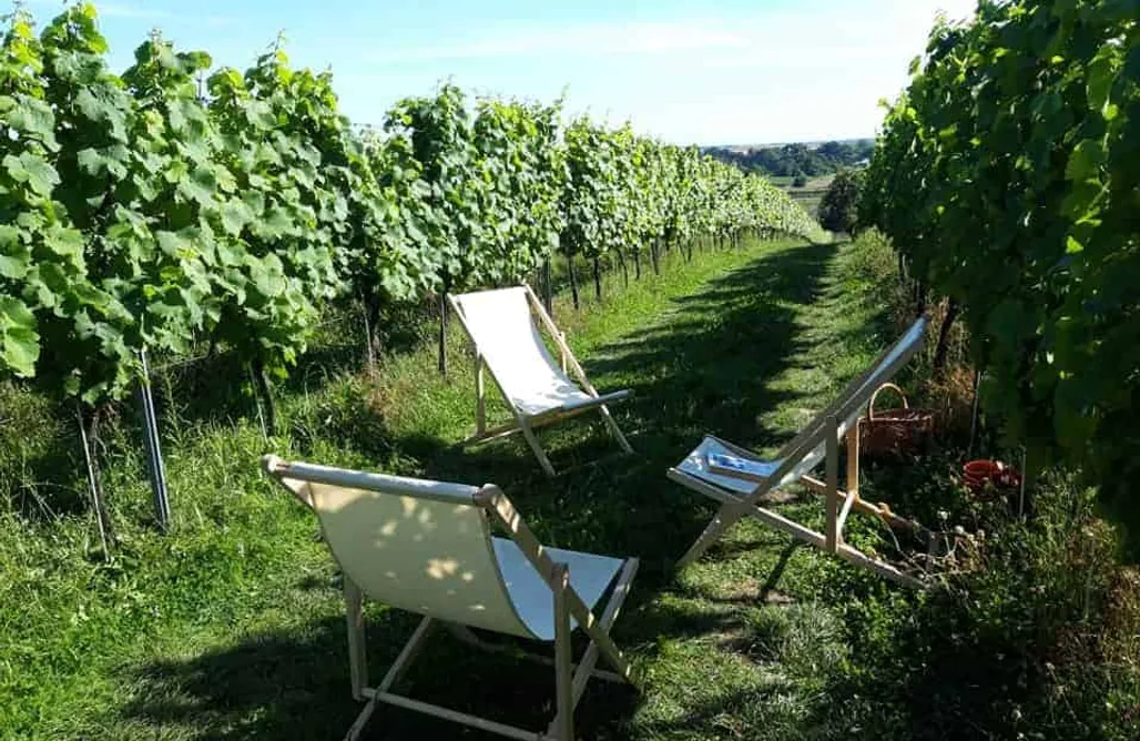 noclegi AlohaCamp Miejsce kamperowe - Winnica Wzgórz Trzebnickich 5