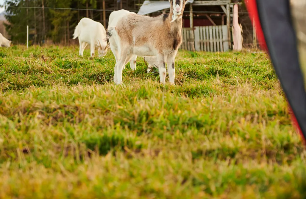 Pole campingowe opolskie Miejsce kamperowe i namiotowe - Gospodarstwo Rolne z Agroturystyką Brygadziaki 1