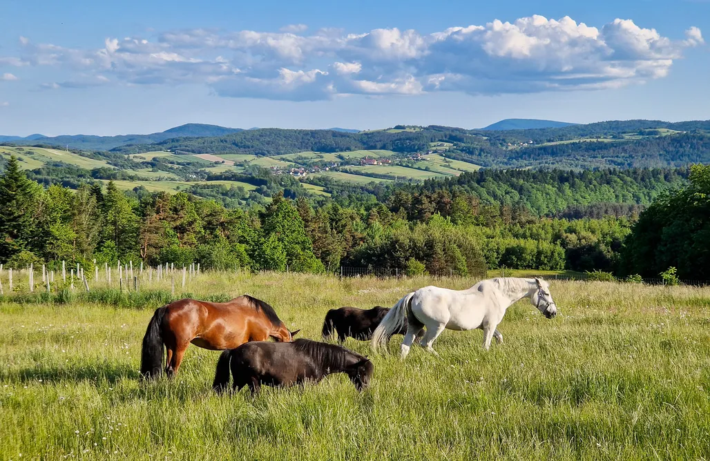Agroturystyka Solina Nomads' Hill - dom 100m2 na wyłączność 3